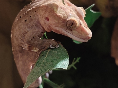 Gecko à crête - De Zonnegloed - Refuge pour animaux